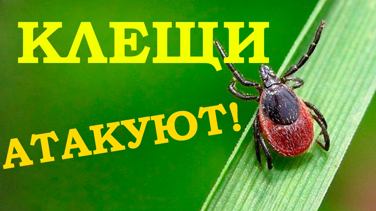ВАЖНО: клещи атакуют